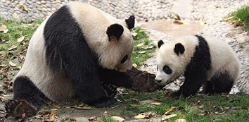 Chengdu