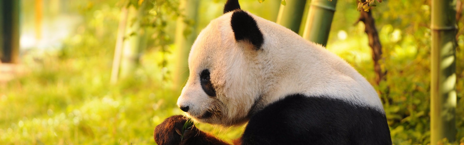 Giant Pandas